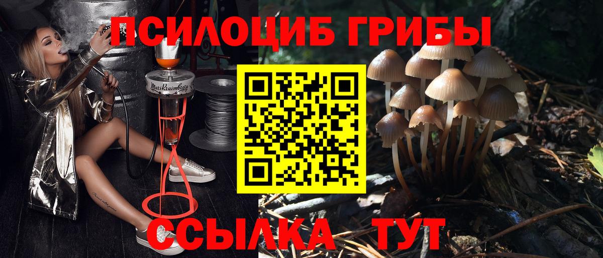 Галлюциногенные грибы Psilocybe Норильск